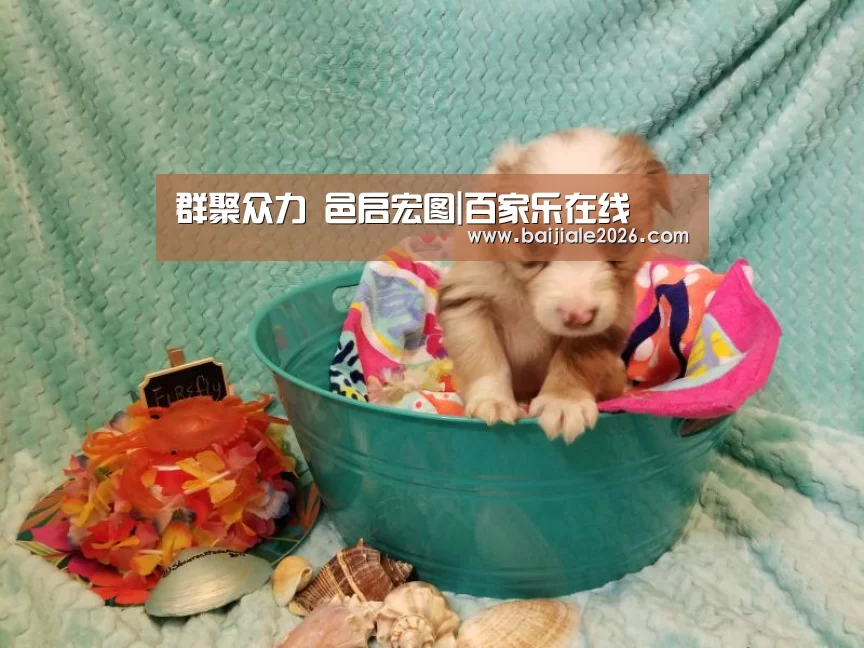 真人百家乐网站